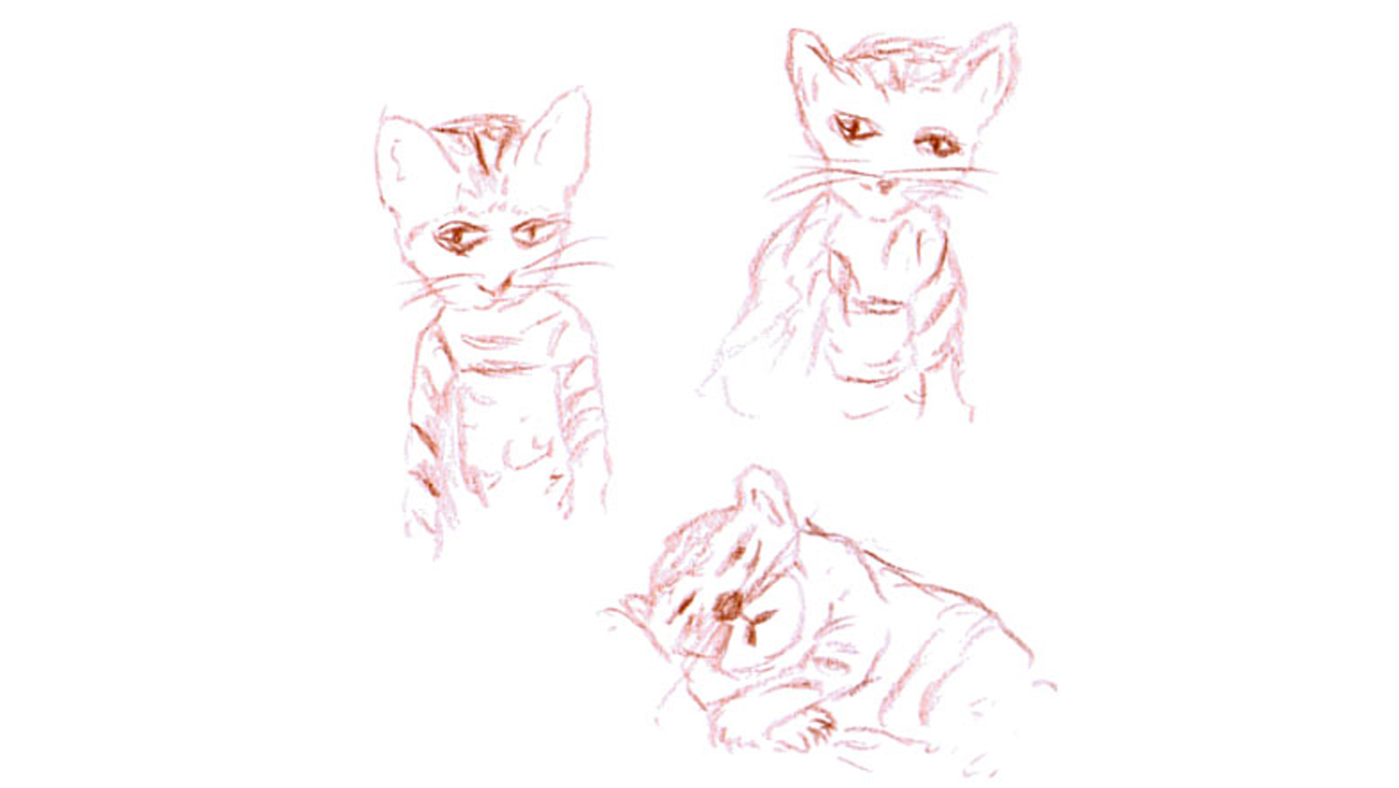 Skizzen einer jungen Katze