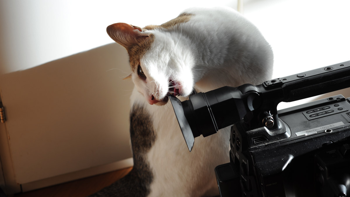 Katze und Videokamera