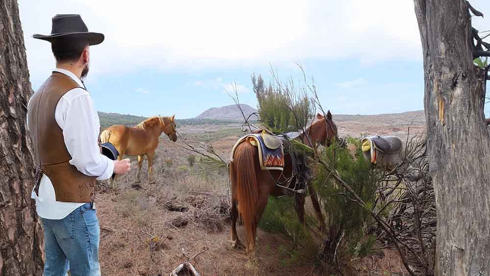Pferde auf Weide Western 500