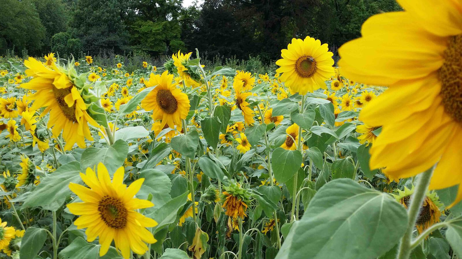 Tiefe Sonnenblumen 4000