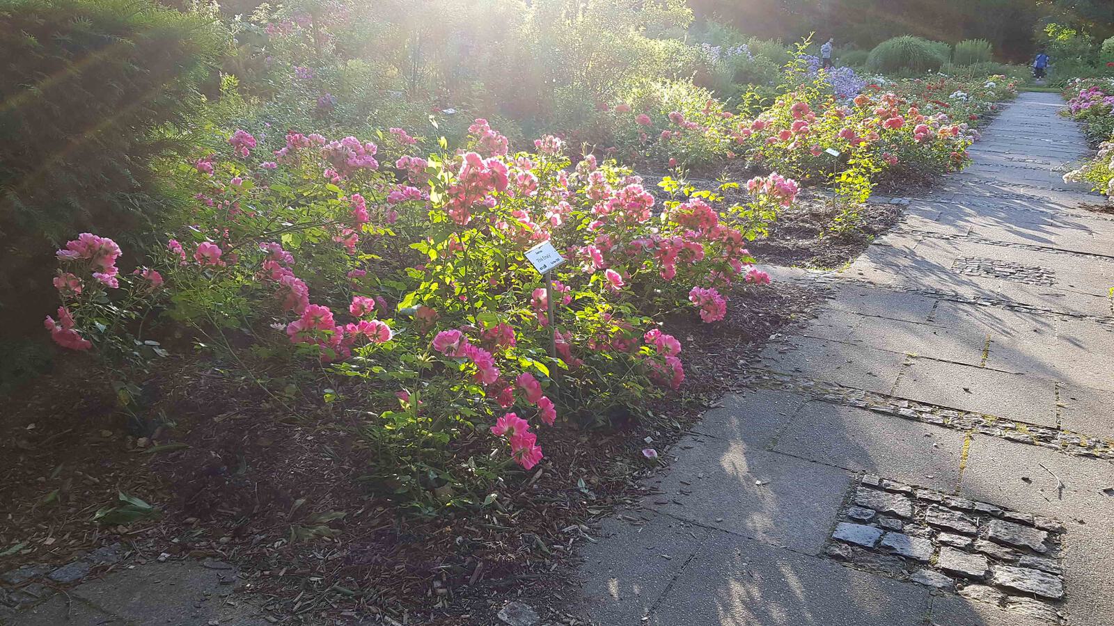 Diffusion Blumen 4000