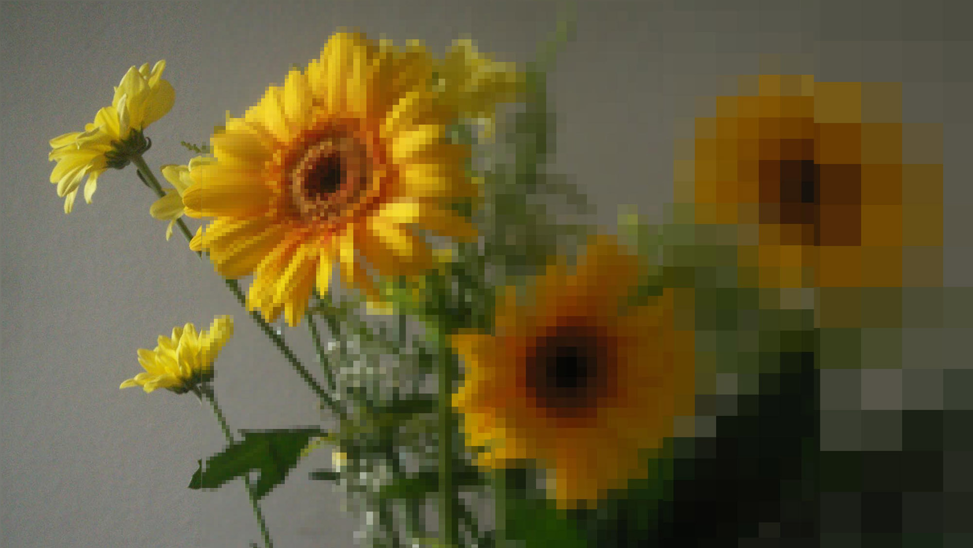 Sonnenblume Aufloesungen 2000