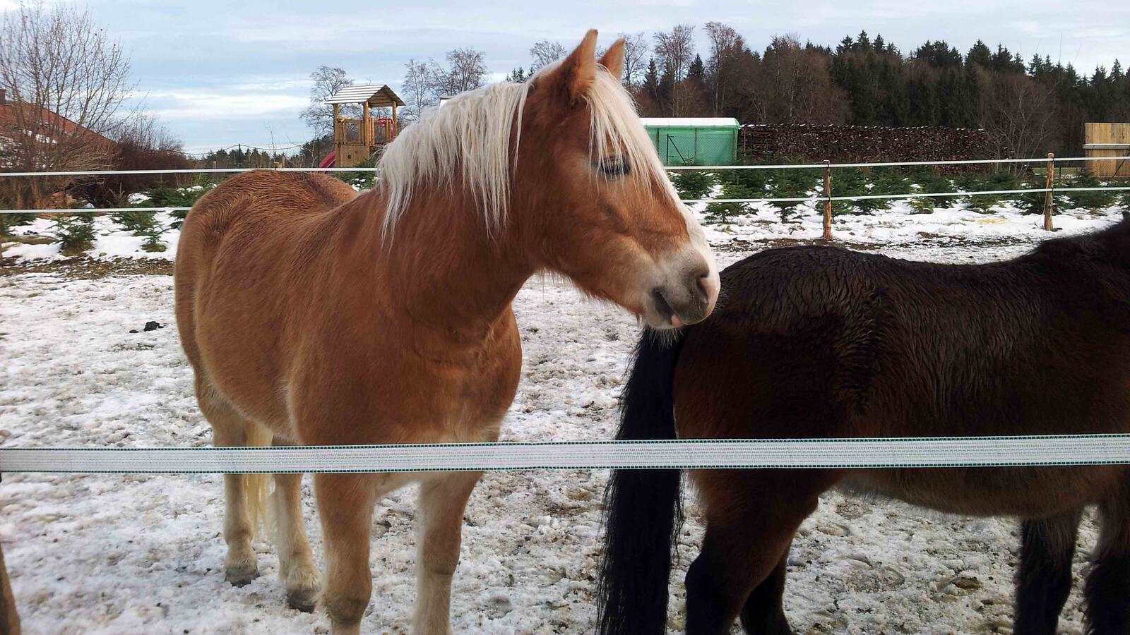 Tonarchiv Pferde 4000