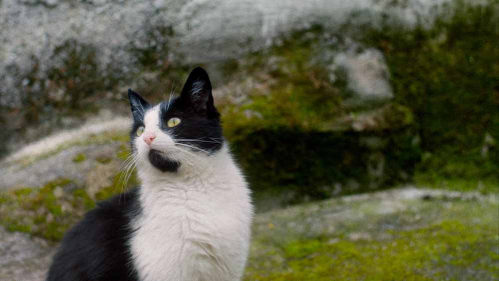 DOKfest SILENT OBSERVERS 01 1000