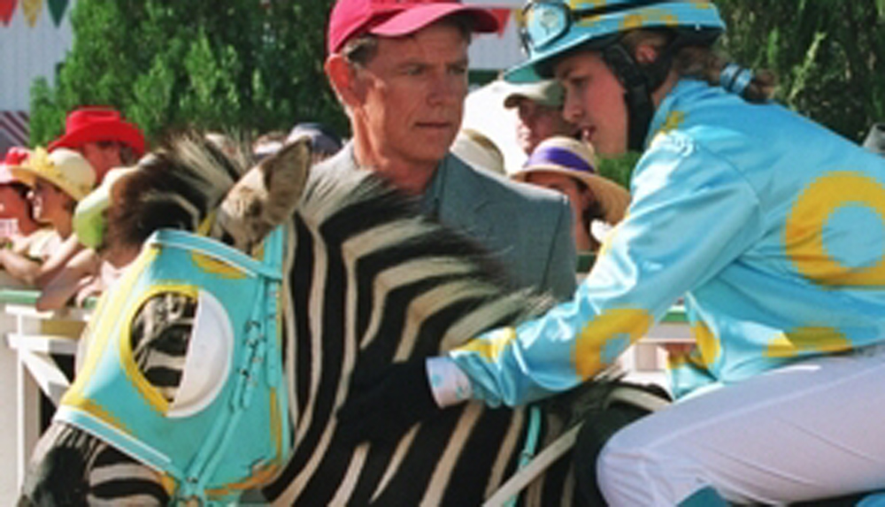 Im Rennstall ist das Zebra los 1000