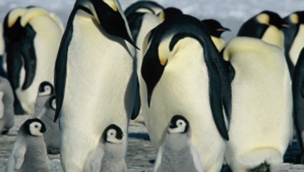 Die Reise der Pinguine