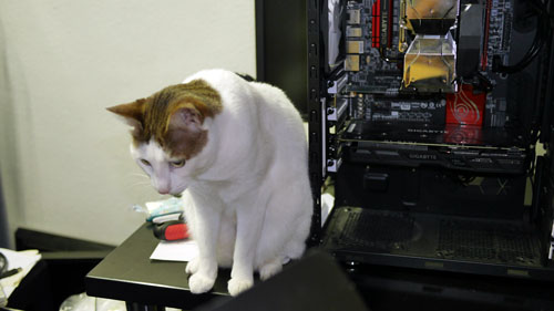 Computer Katze 500