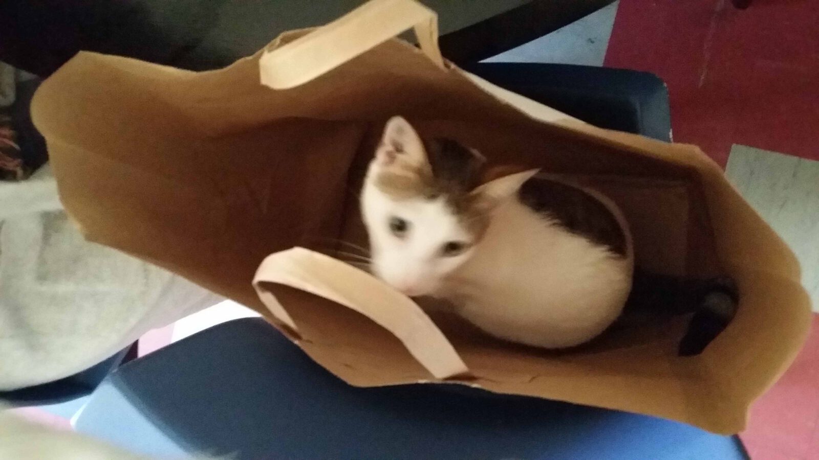 Katze in Papiertüte