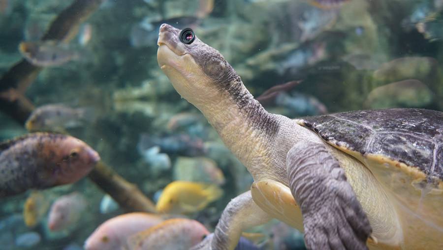 Tierfilm Animatronics